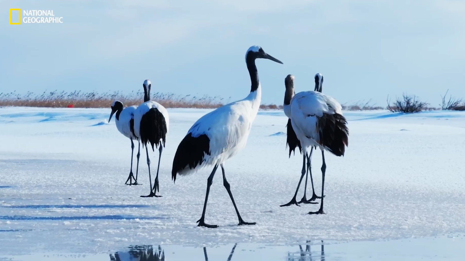 National Geographic, SDRATS & CICC Capture Life at the Yellow River Delta
