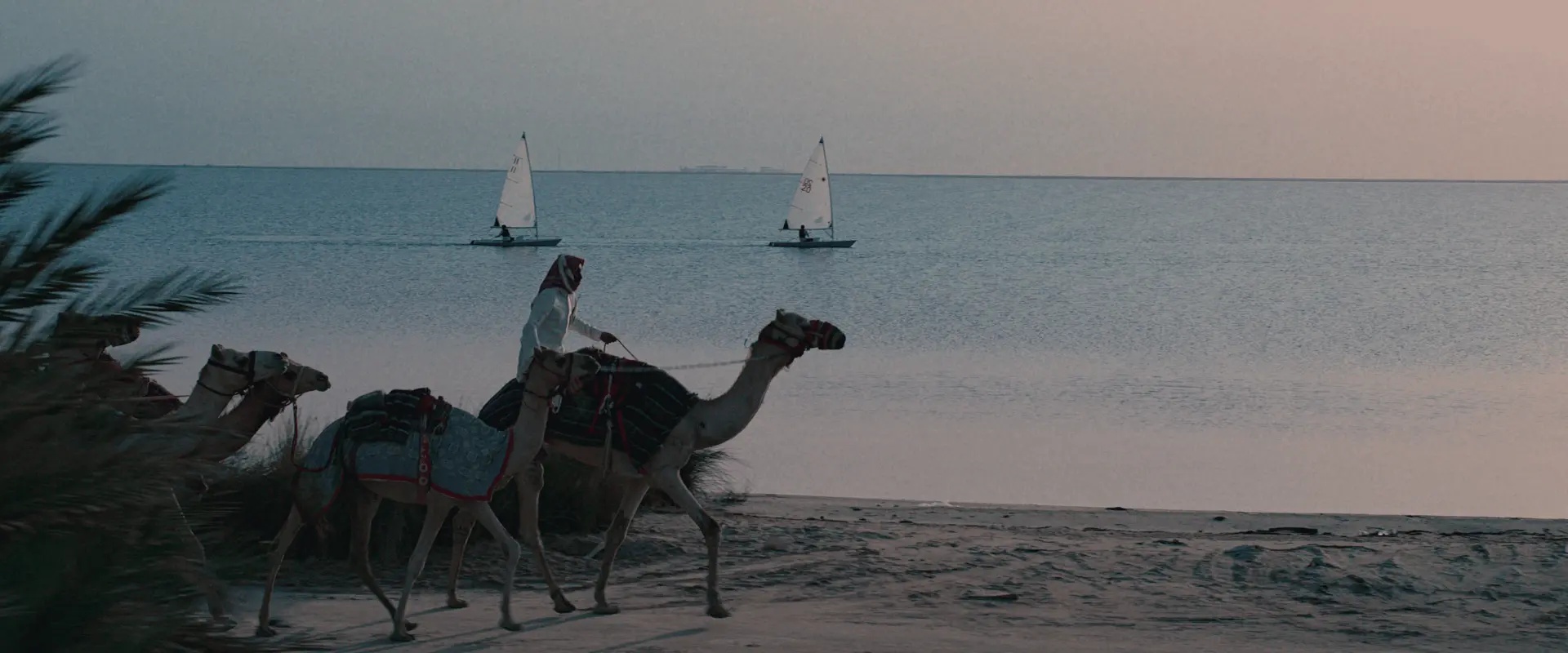 Camel Year Film | 2024: A Daw Production House Tribute to Saudi Heritage