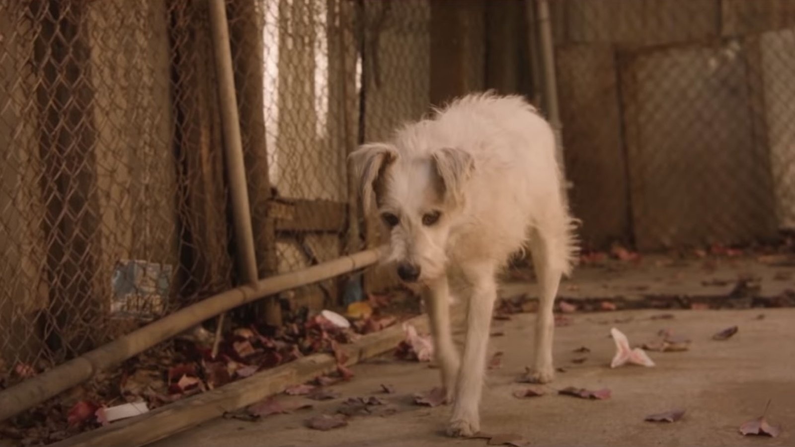 Pets Global Shows What You Can Do To Help Dog Shelters!