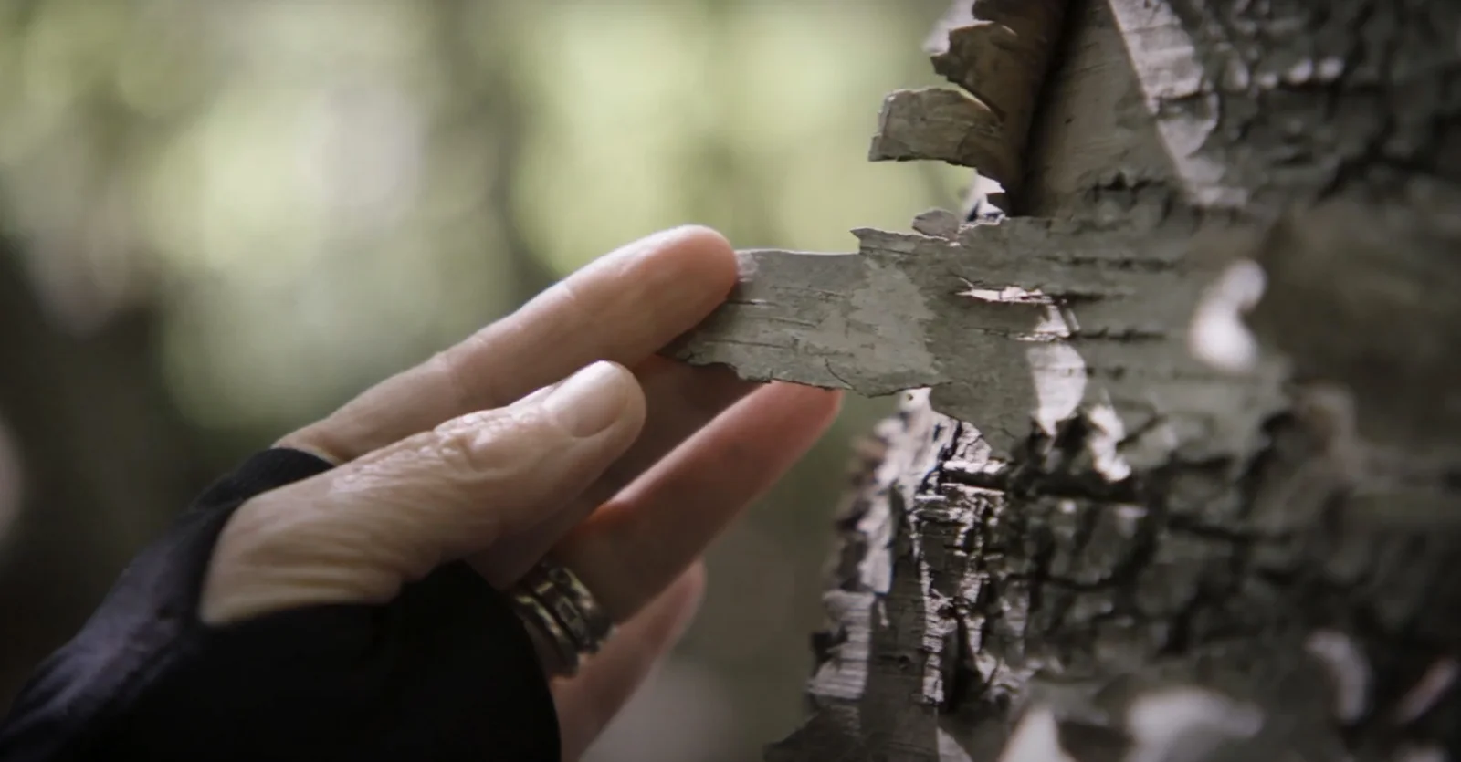 From Inspiration to Execution – The Birchbark Design Story