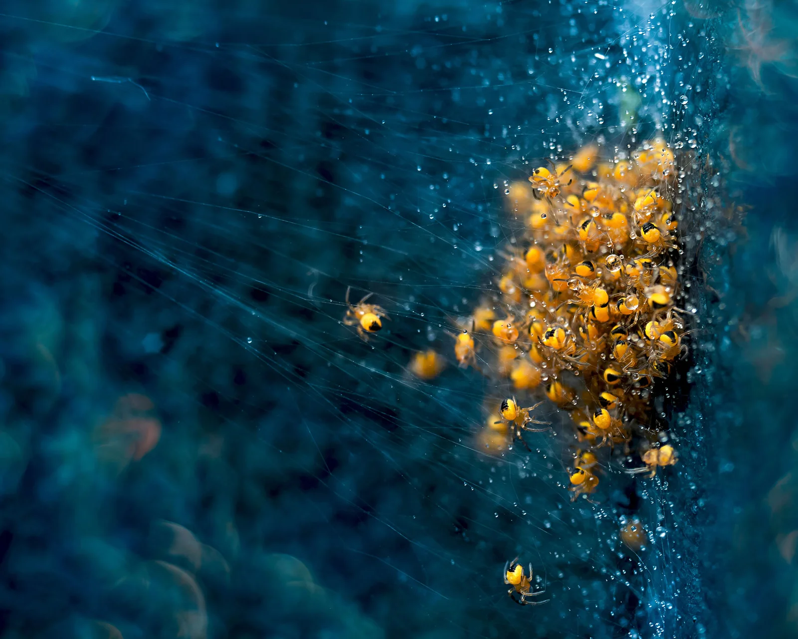 Life cycle. Just born spiders. | A Cycle of Life