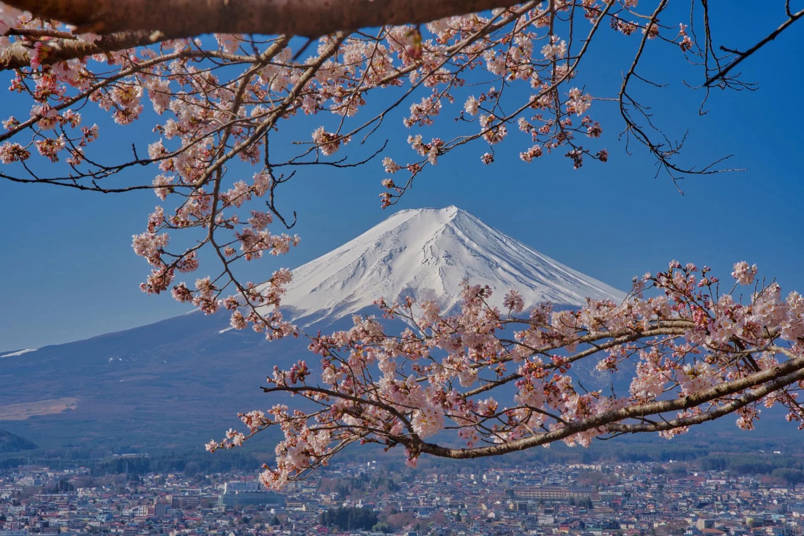 Mt. Fuji hugged by cherry blossom | A Timeless Still by Tim Tsao