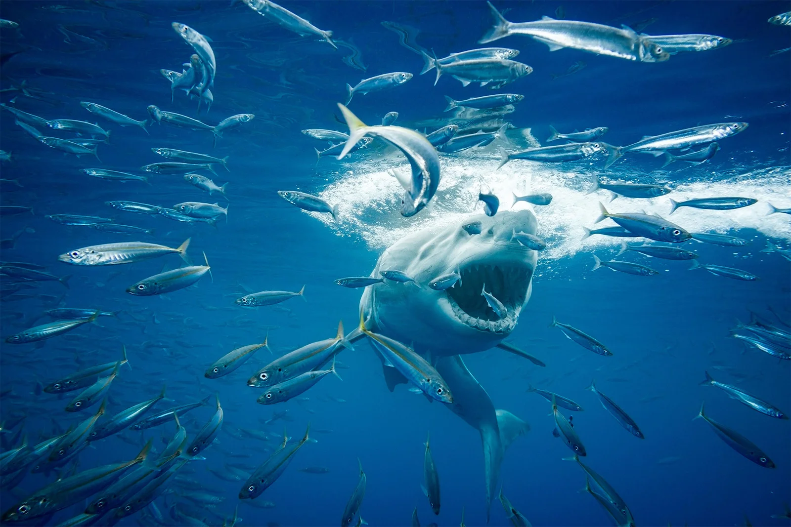 Great White | Wildlife Through the Lens of Brice Weaver