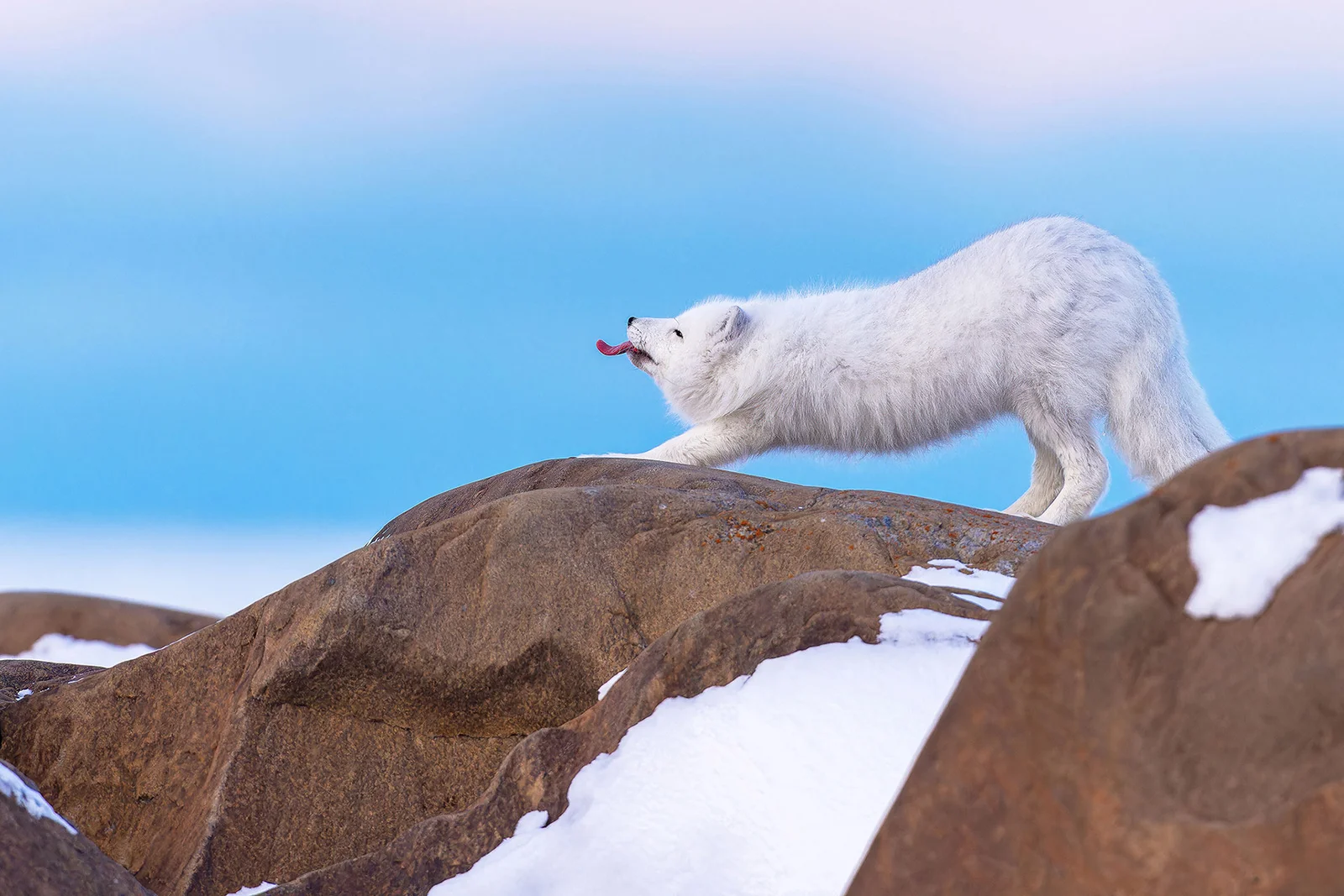 The superhero fox | A Story of Resilience