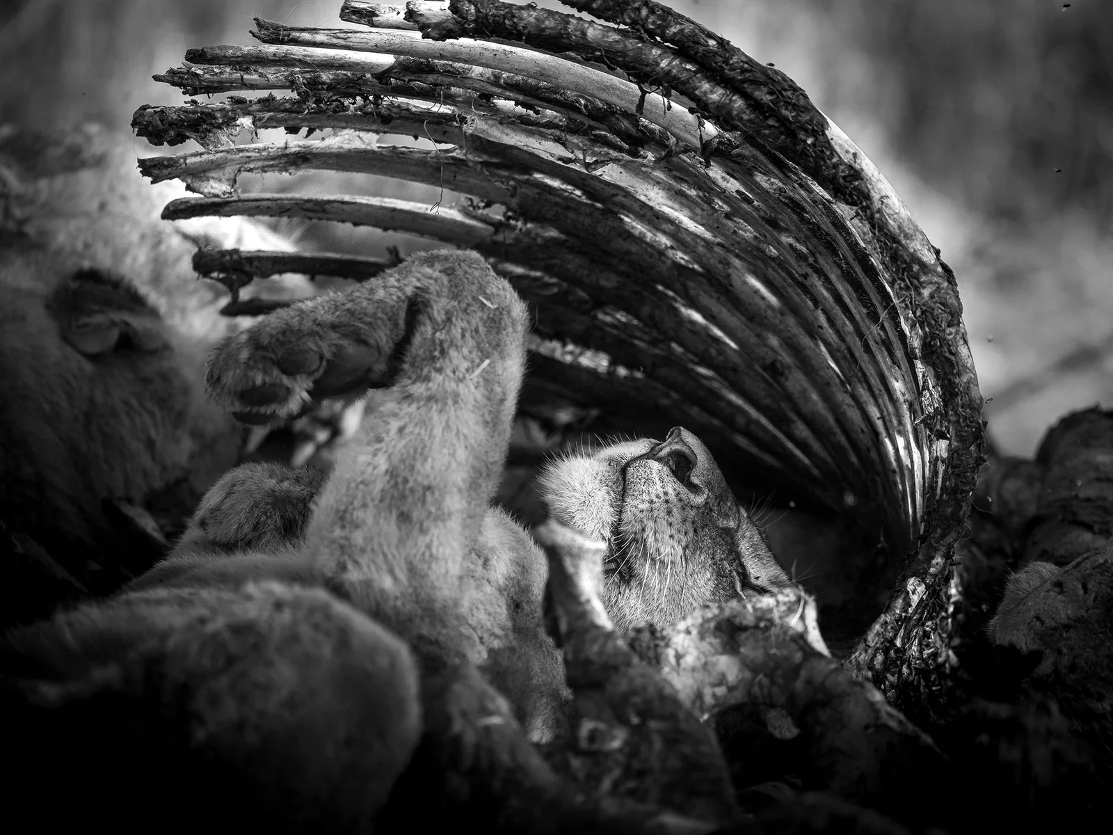 Repose | Moments of Tranquility in the Wild