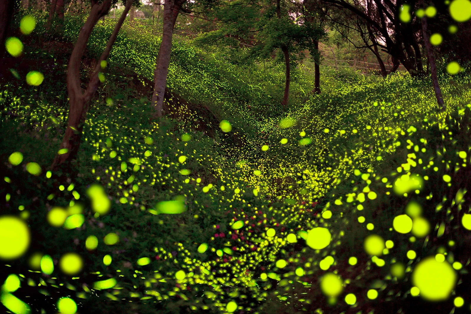 Summer Night Firefly Dance. | A Glowing Field