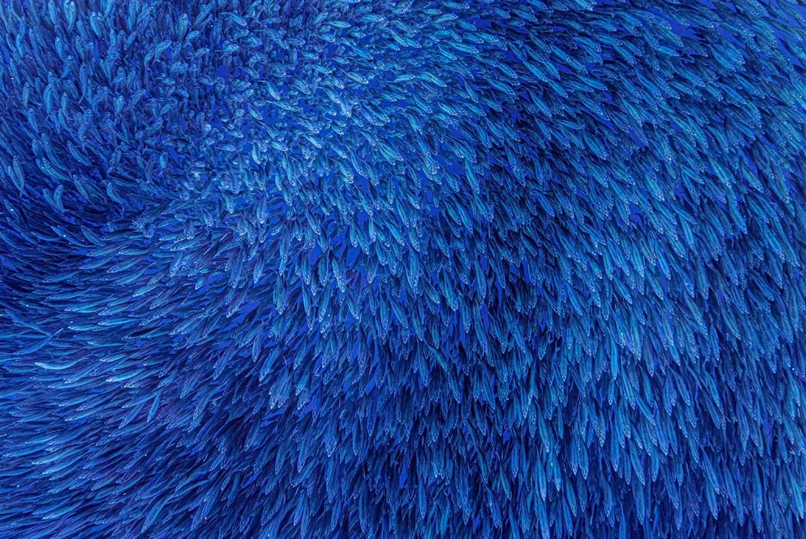 The Art of Sardine Ball – Survivorship of the Reflective Sardines