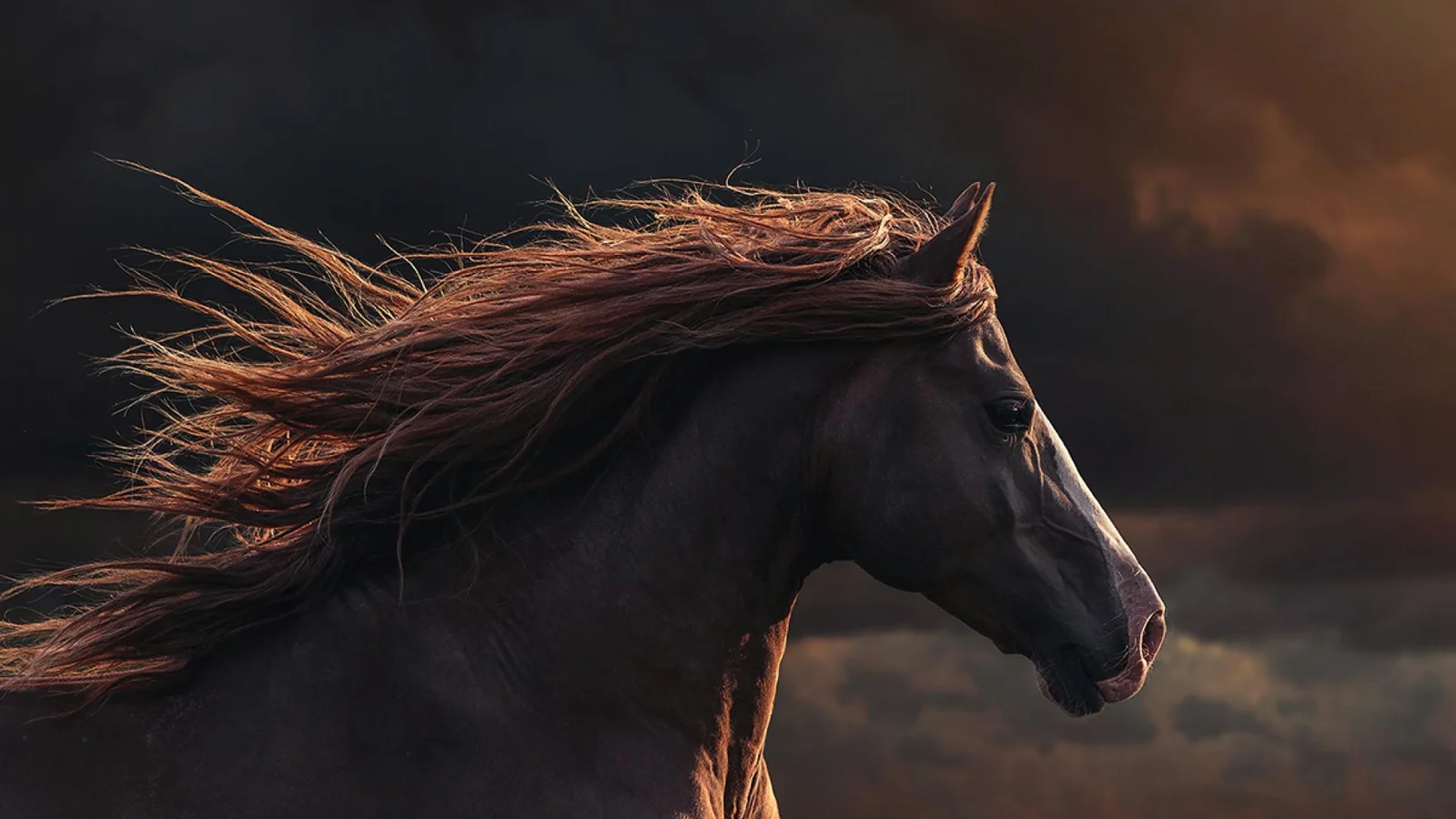 Exhibiting Attractive Special Photography In The 2022 London Photography Awards