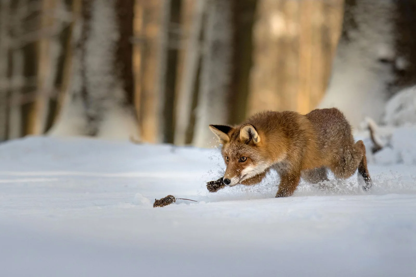 Captivating Nature Photography Exhibited in the 2022 London Photography Awards
