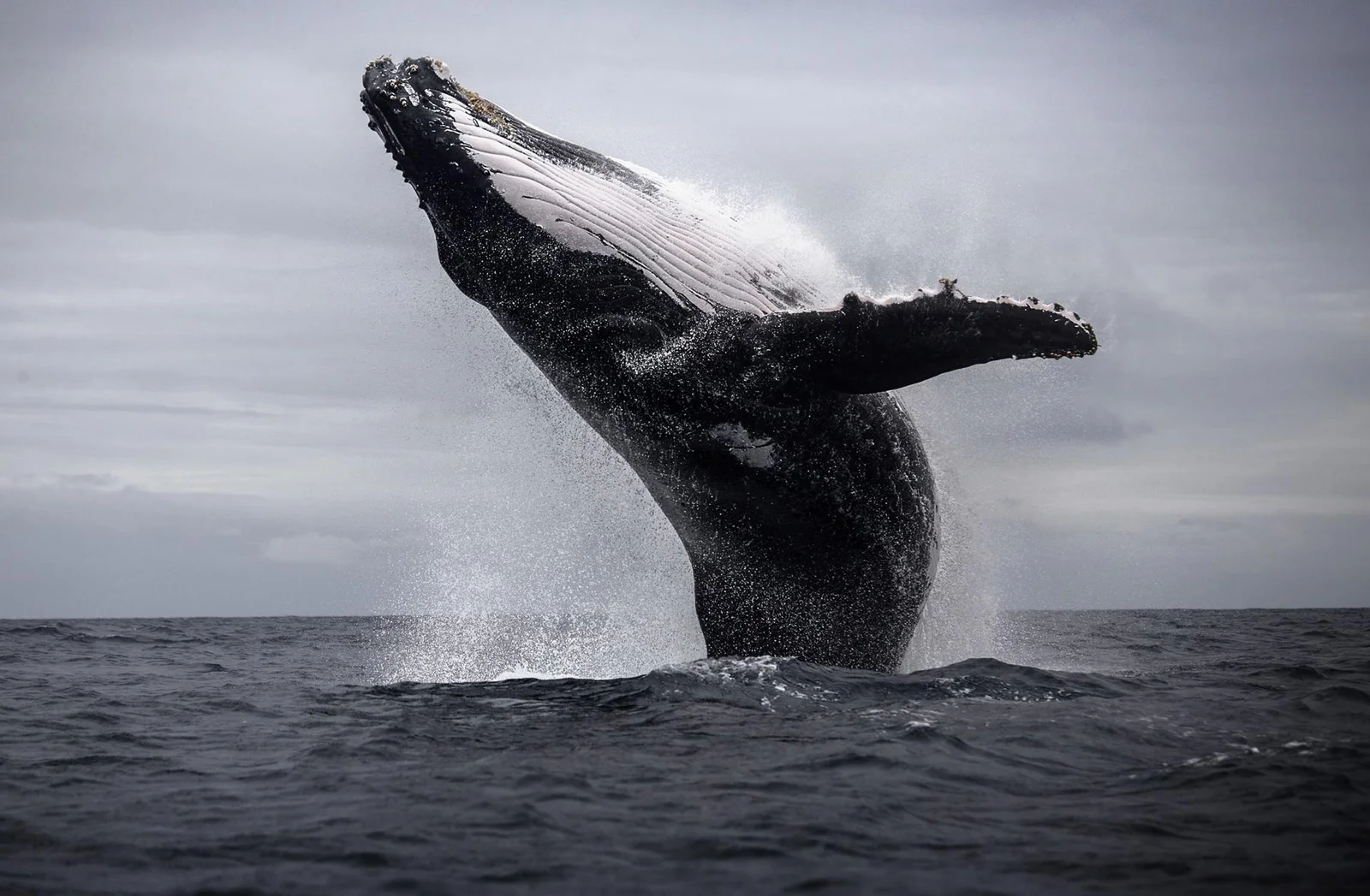 Inspired by Nature and Dreams: Nature Photographers to Follow