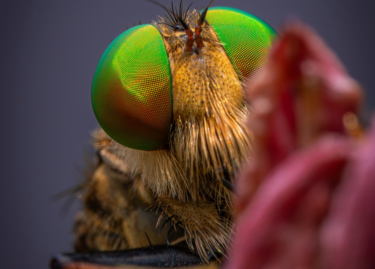 The beauty of insects that you don't usually see