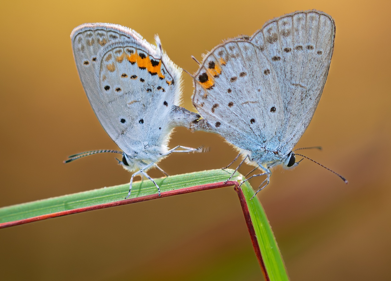 Butterflies that connect lives
