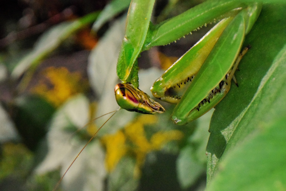 A cute predator in a small world