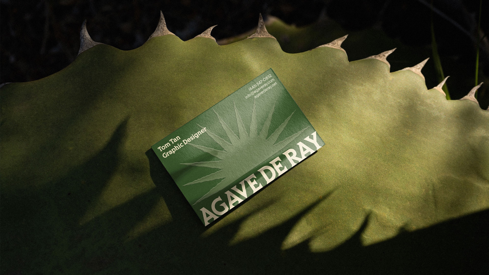 Agave De Ray Brand Identity