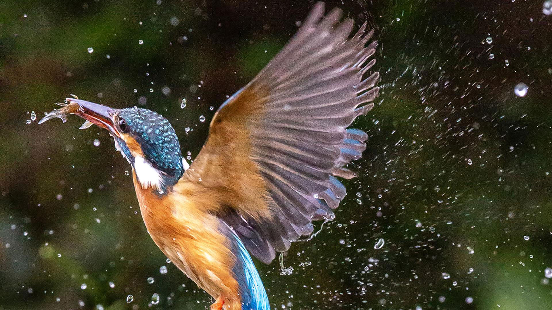 Kingfisher entering the water to catch fish