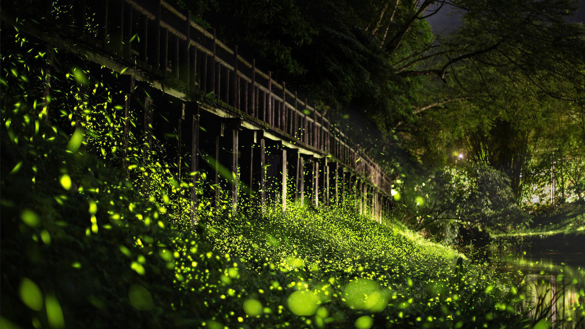 Firefly evening party under the wooden bridge
