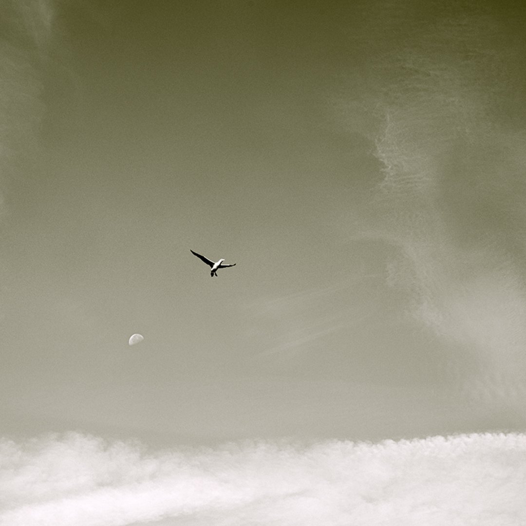 Icarus Moonward: A Self-Portrait