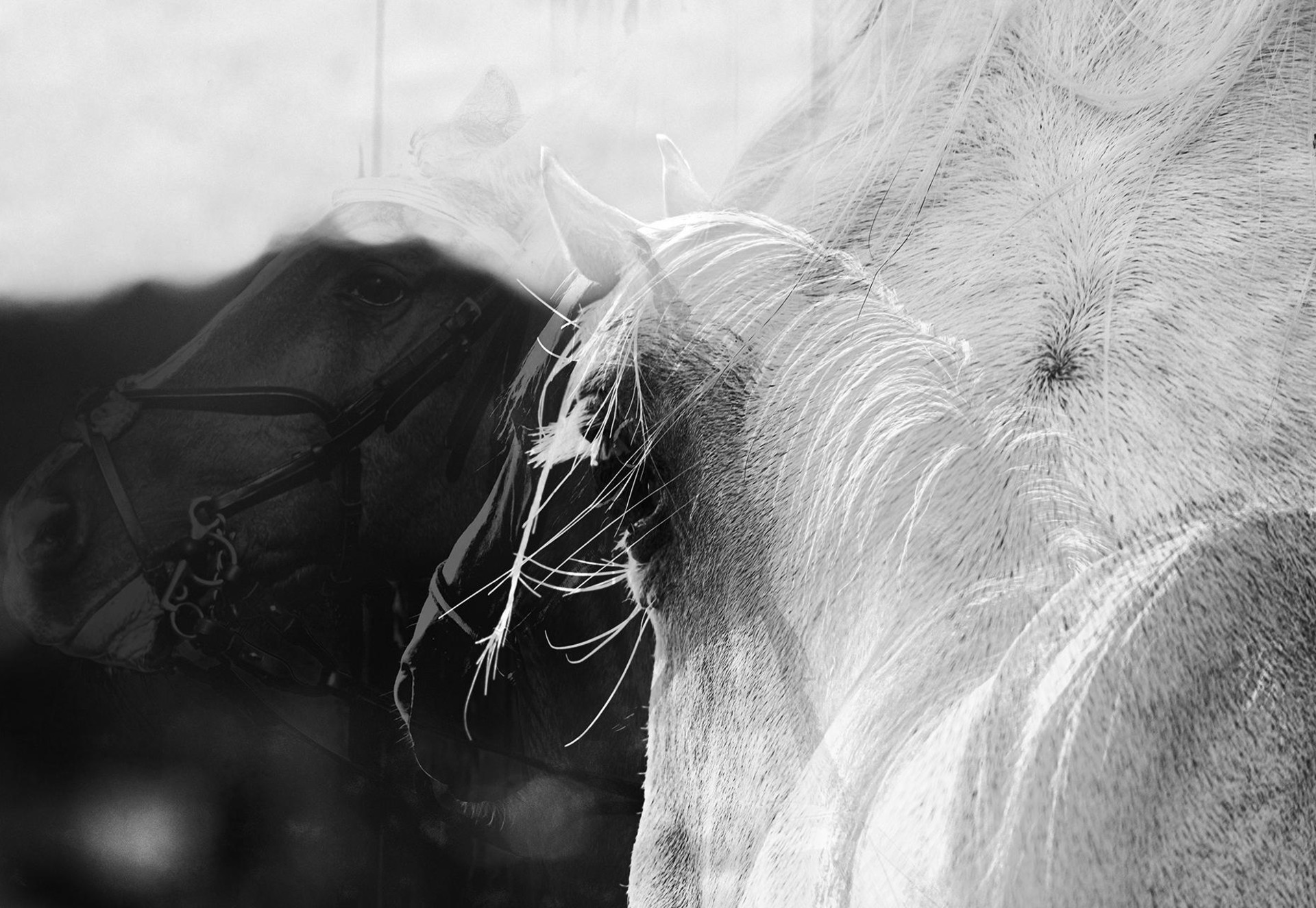 In the Eye of a Horse
