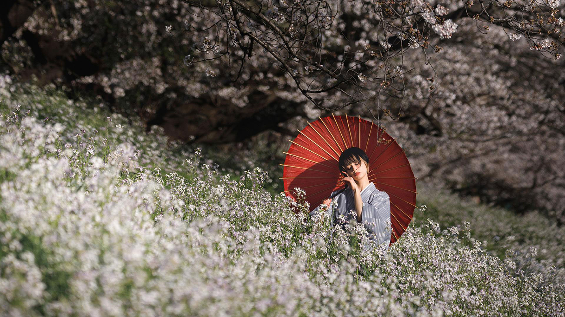 Sakura in Japan