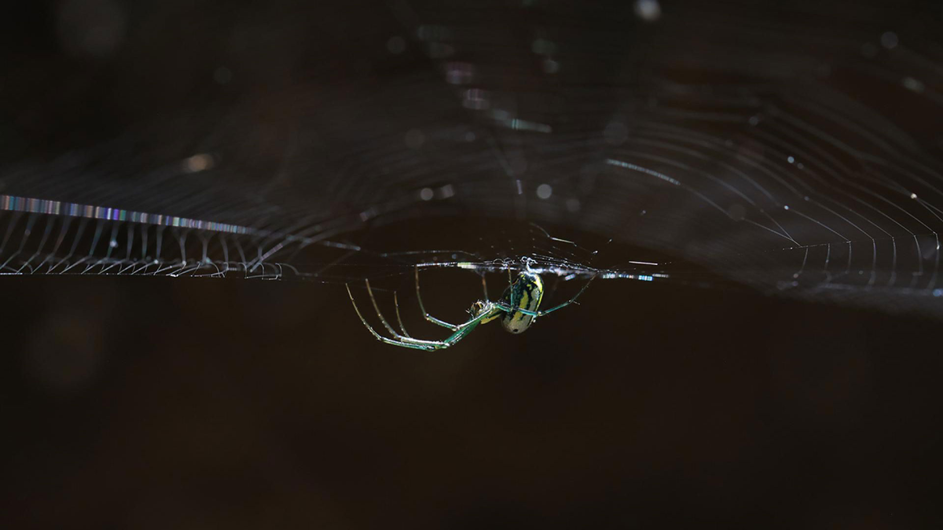 Green Spider's Web