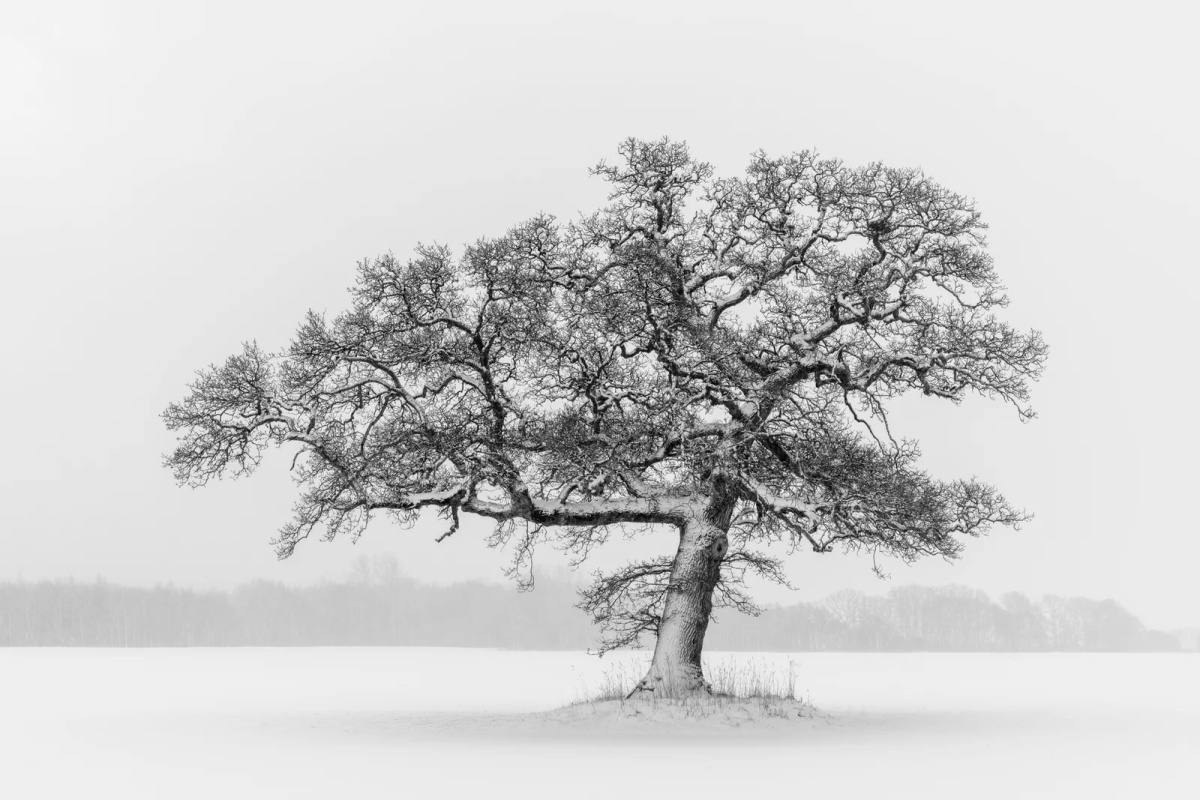 Against the Snow