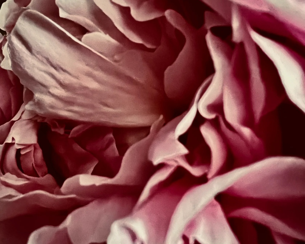 Rose Labyrinth