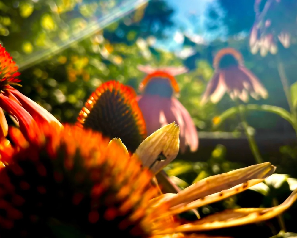 Sunburst Echinacea