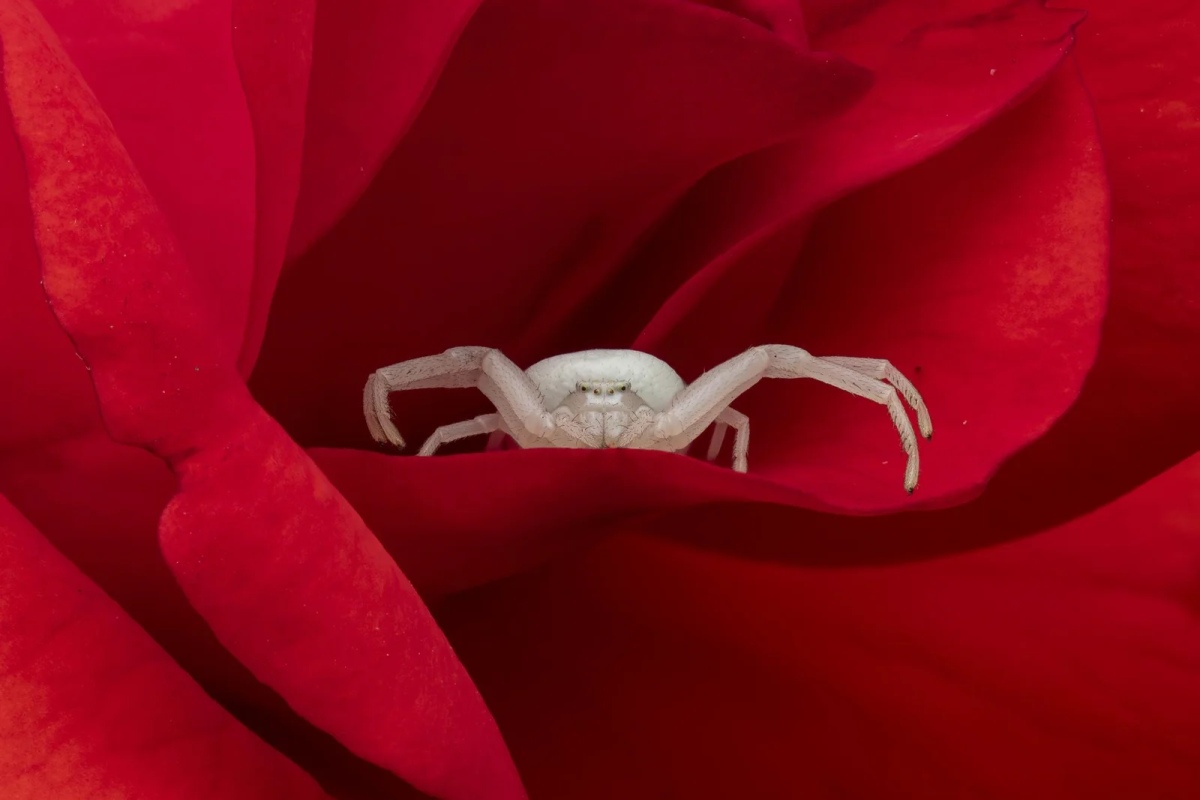 Amongst the petals