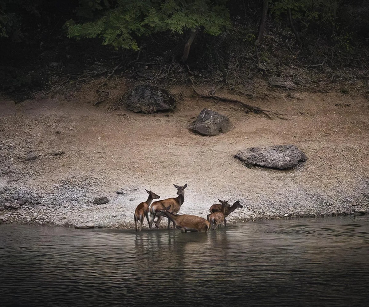 They come out of the water