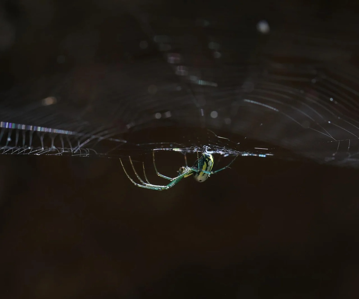 Green Spider's Web
