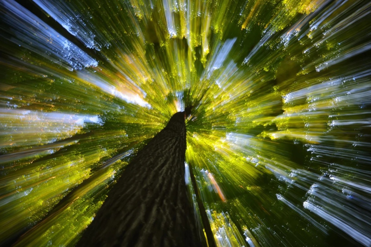 Leaves of Light