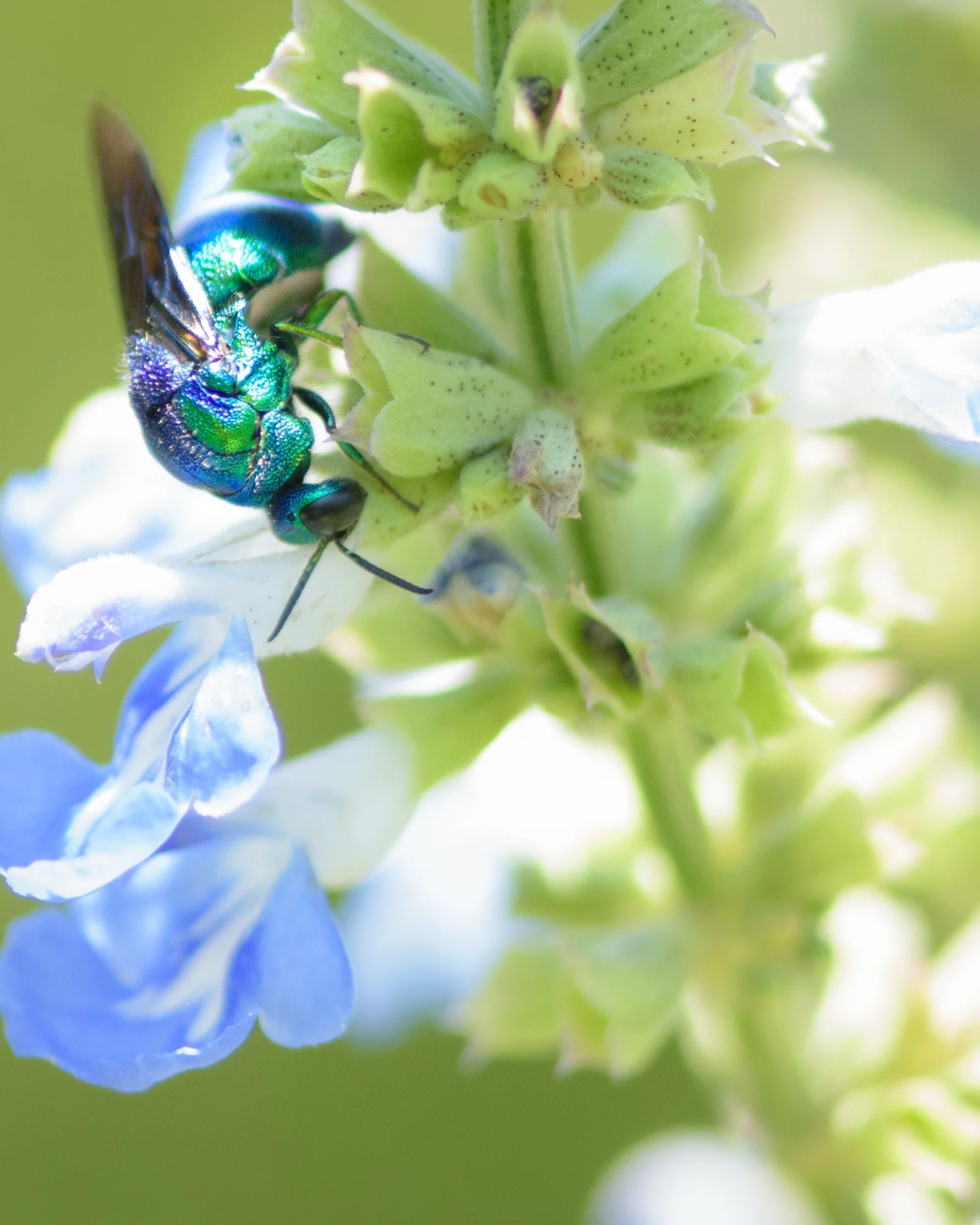 A blue angel descended from the light