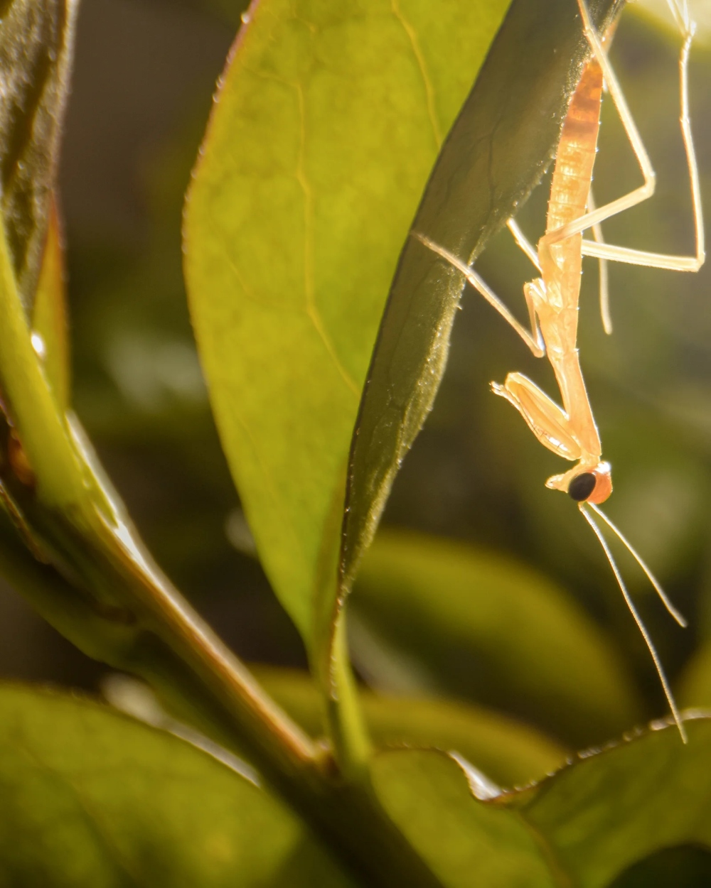 A fragile, newborn life