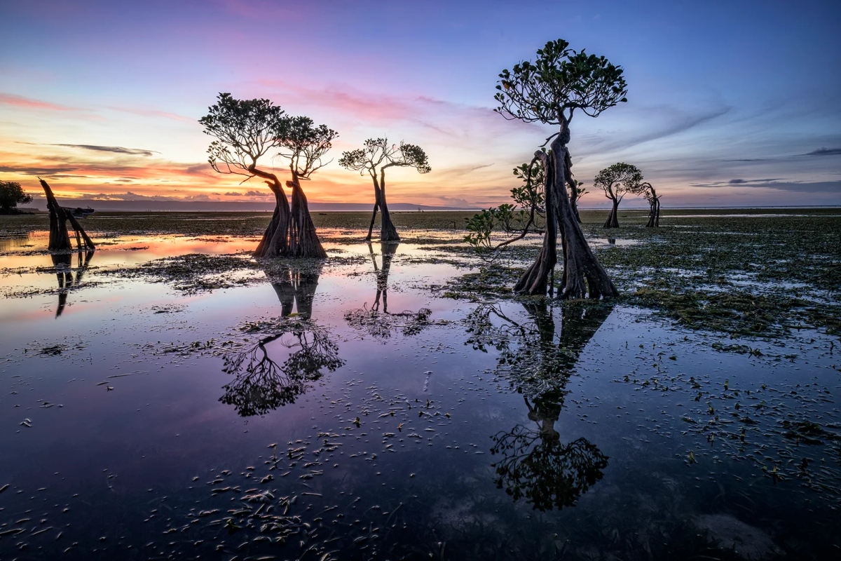 Sumba Dancing Trees