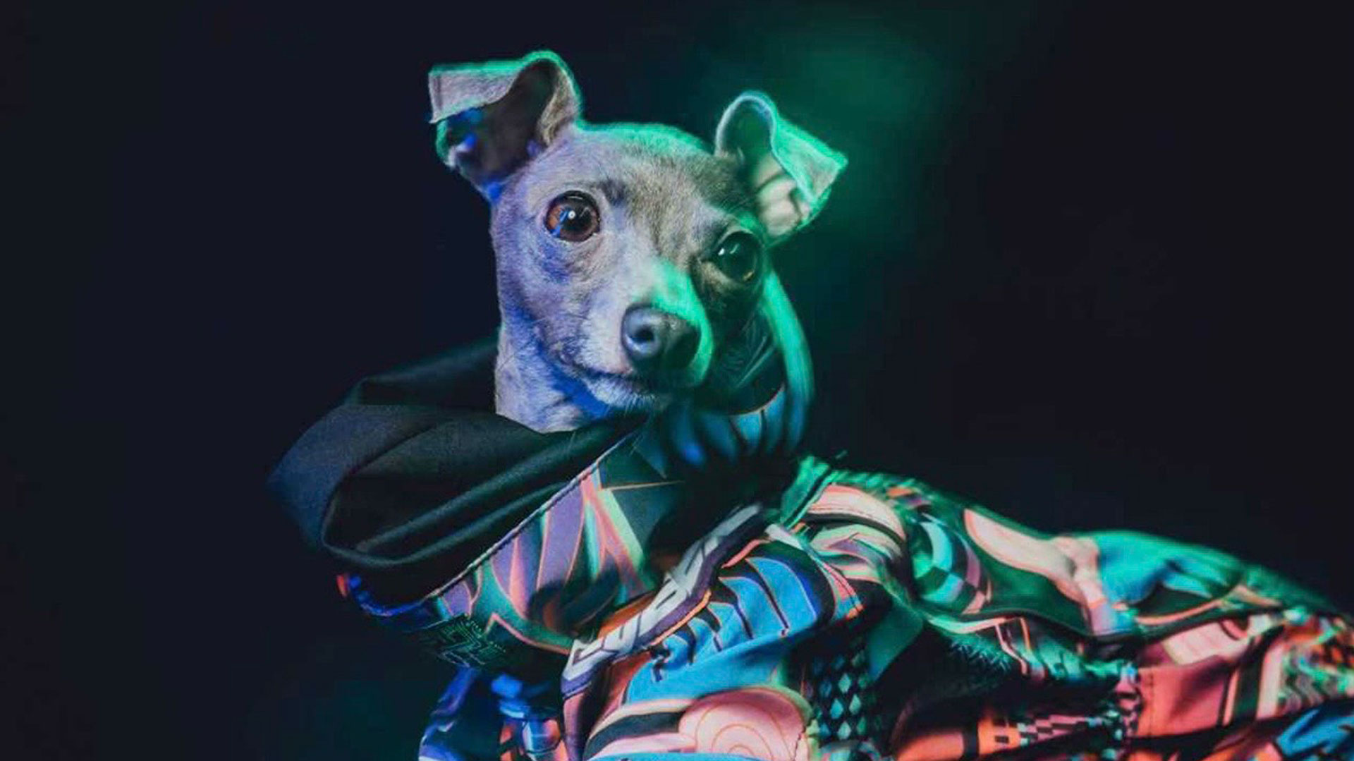 PEBOT Pet Wear Design