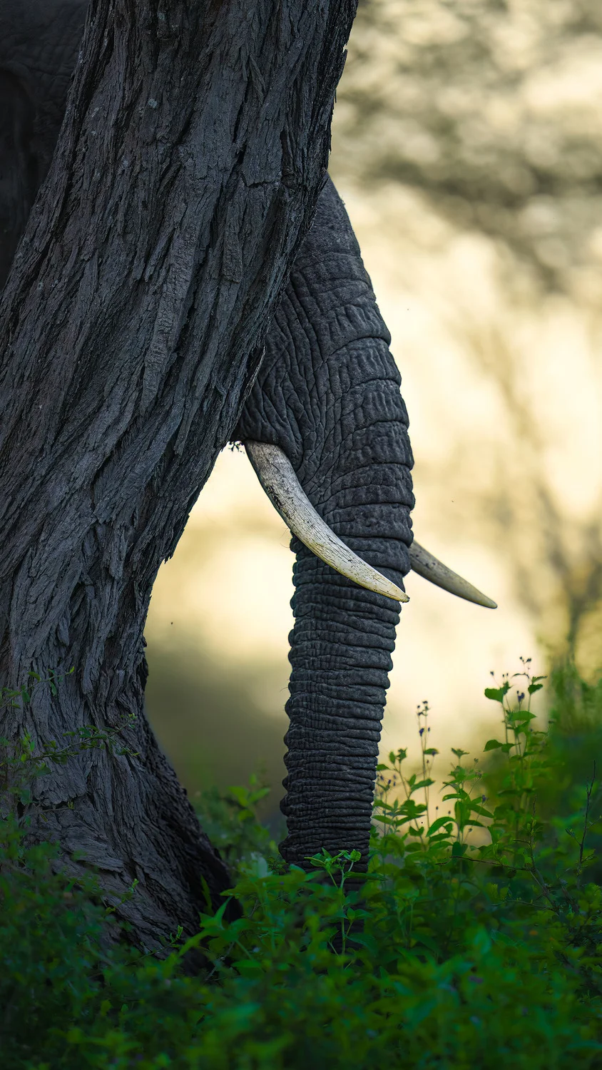Peekaboo! | European Photography Awards