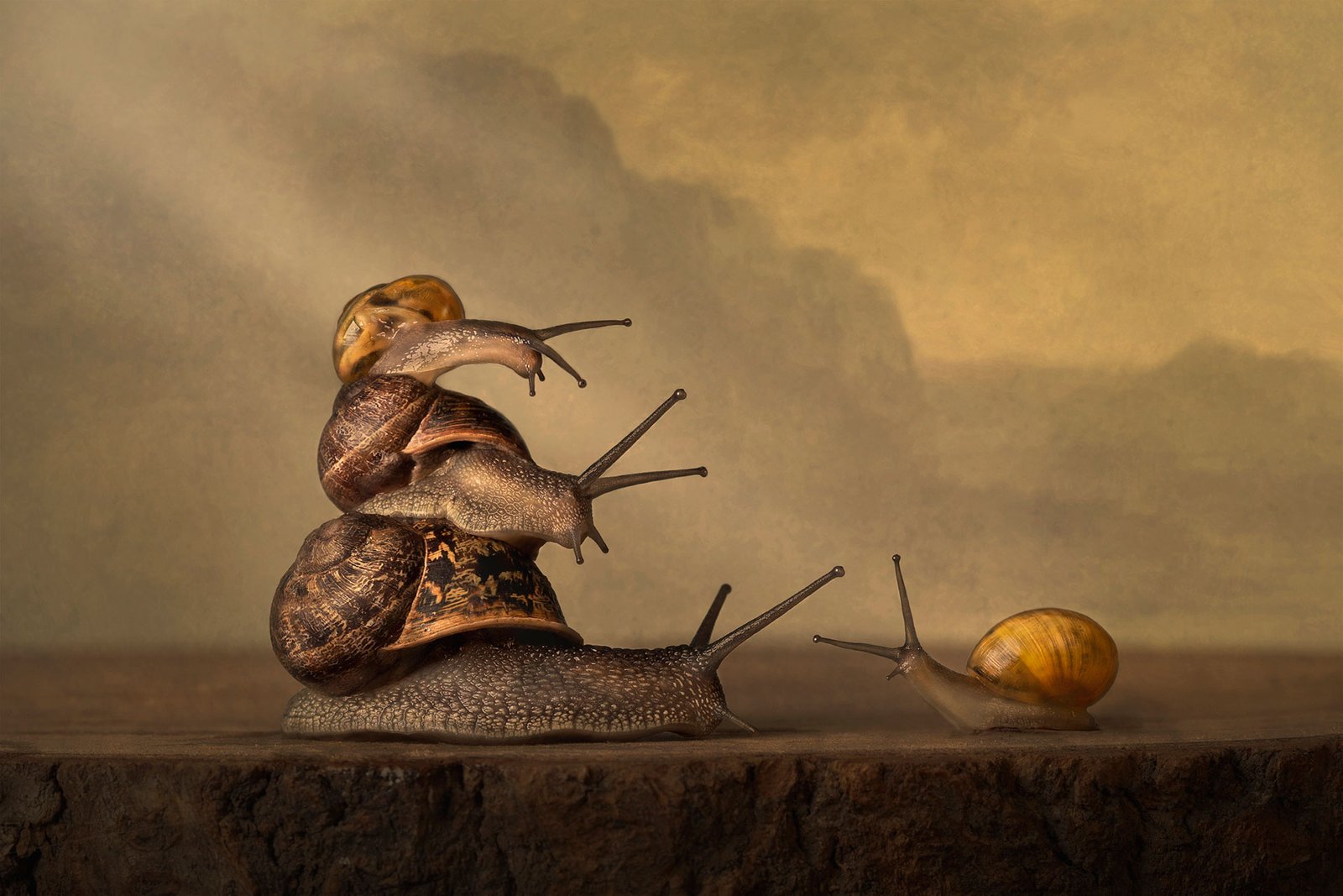Gathering of snails | European Photography Awards