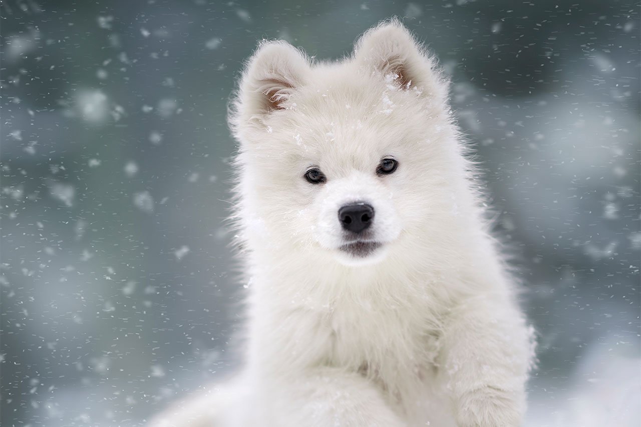 Winter is coming | European Photography Awards