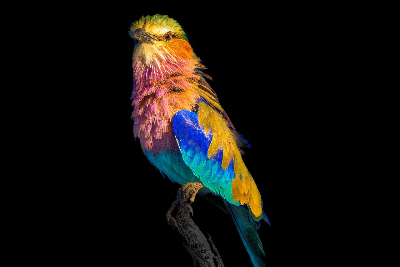 Capturing the Essence of Nature: A Study in Contrast