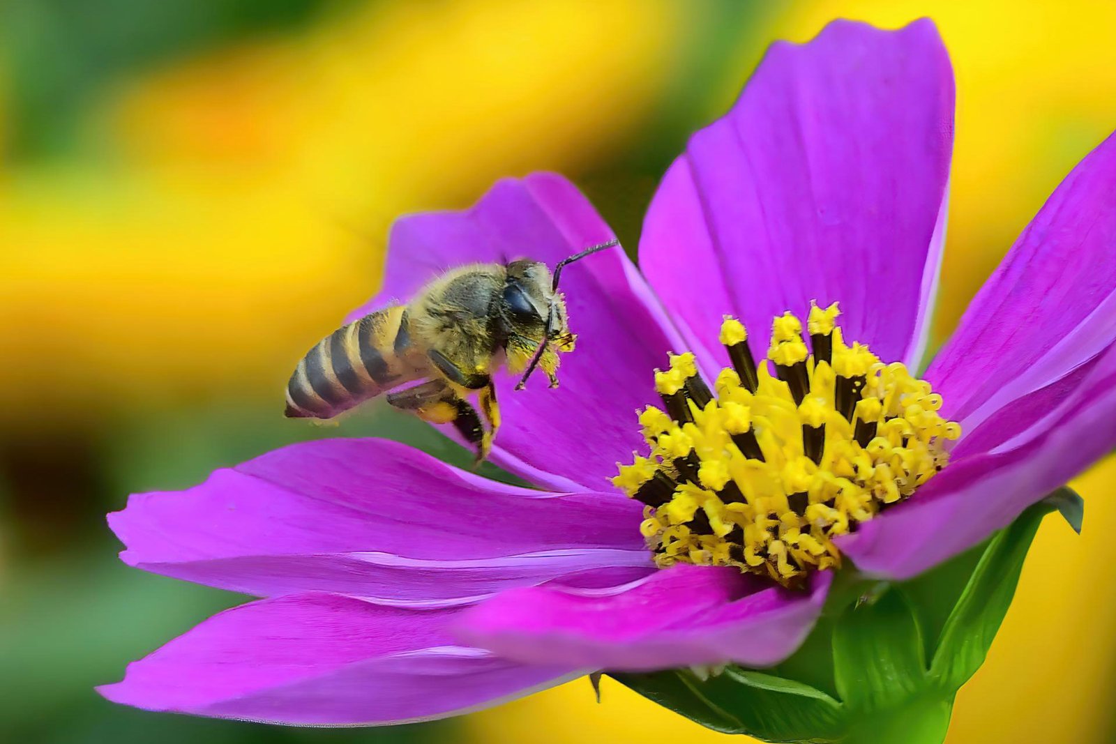 Honey I am Coming........... | MUSE Photography Awards