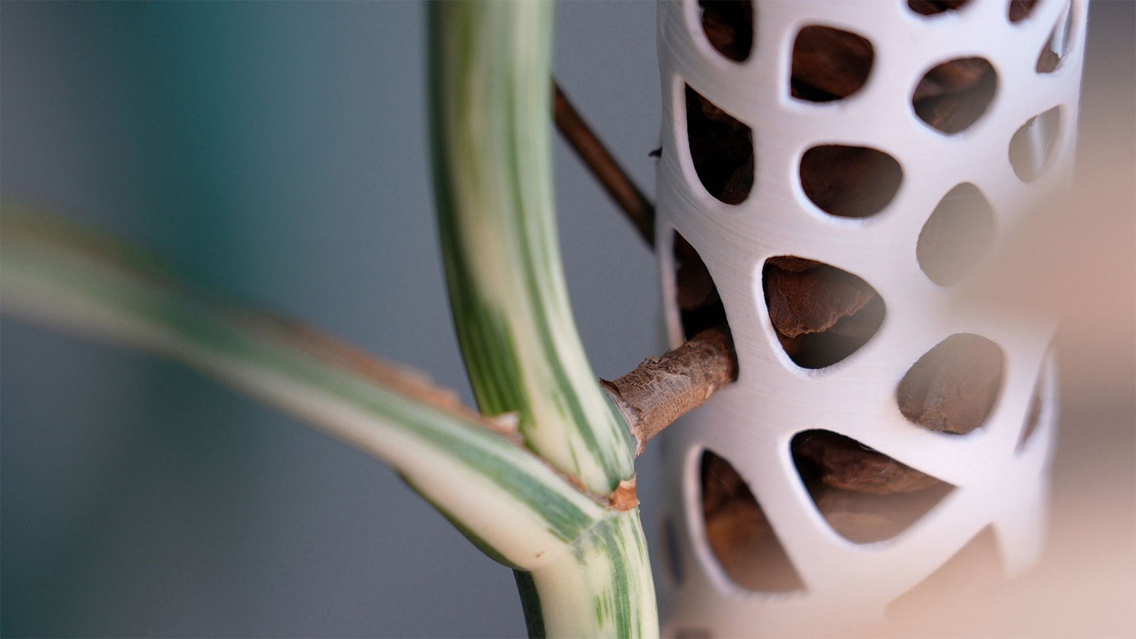 Tomo - Elevate Your Indoor Oasis | 2024