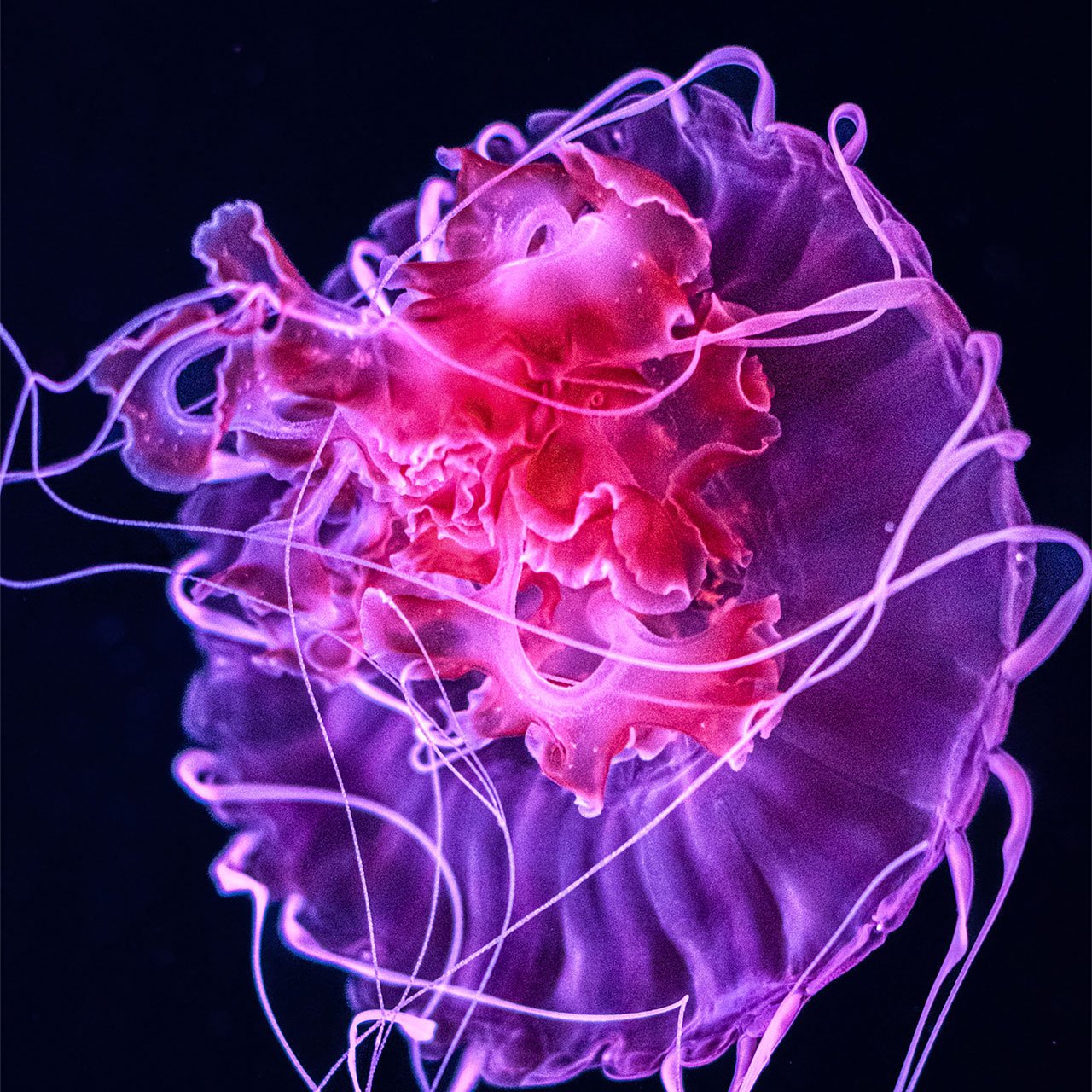 Underwater Kaleidoscope | London Photography Awards