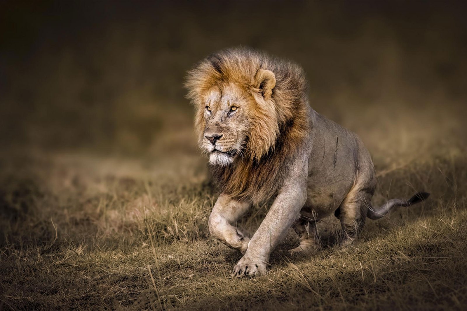 A TRIBUTE TO THE KING | 2024