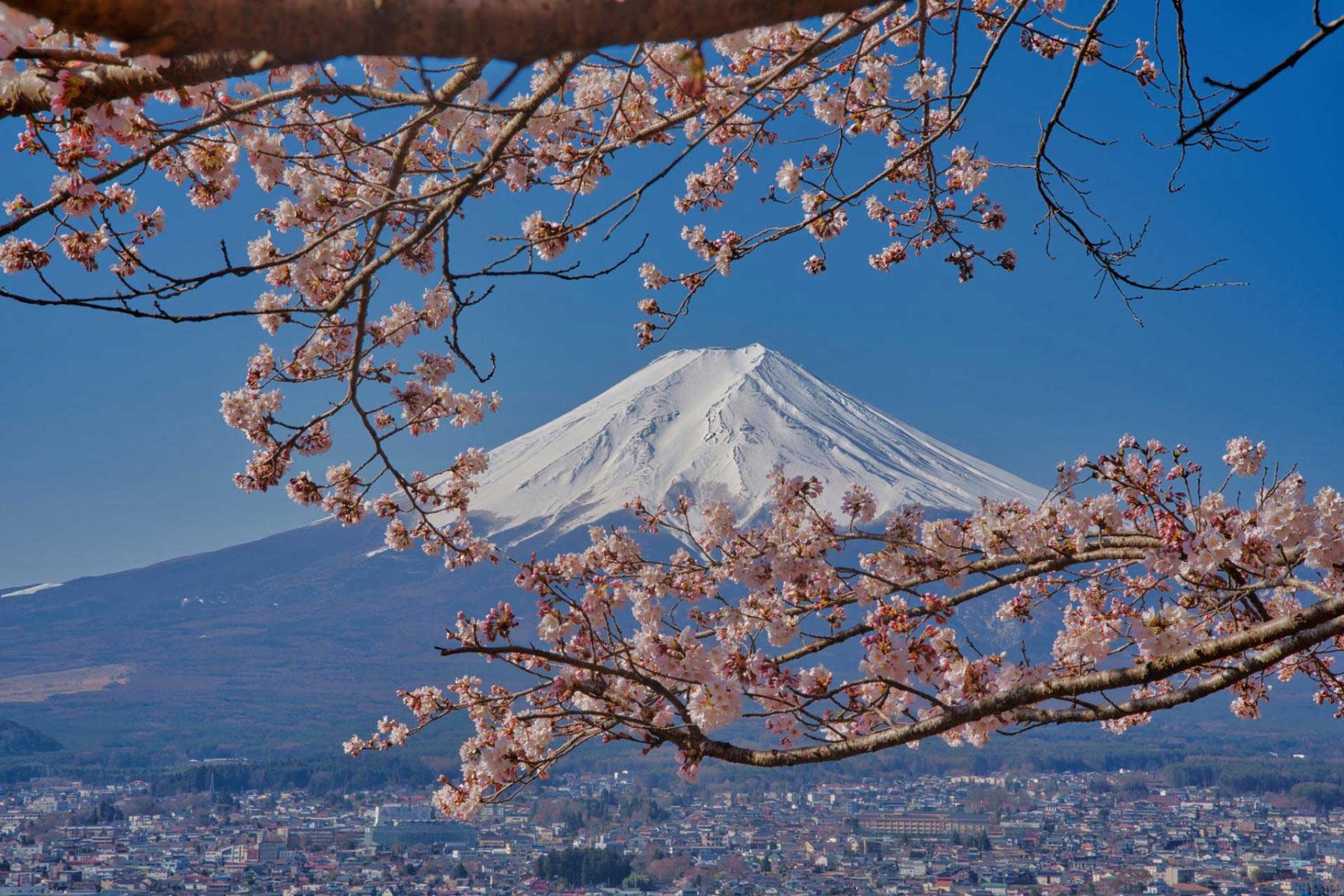 Mt. Fuji hugged by cherry blossom | 2024