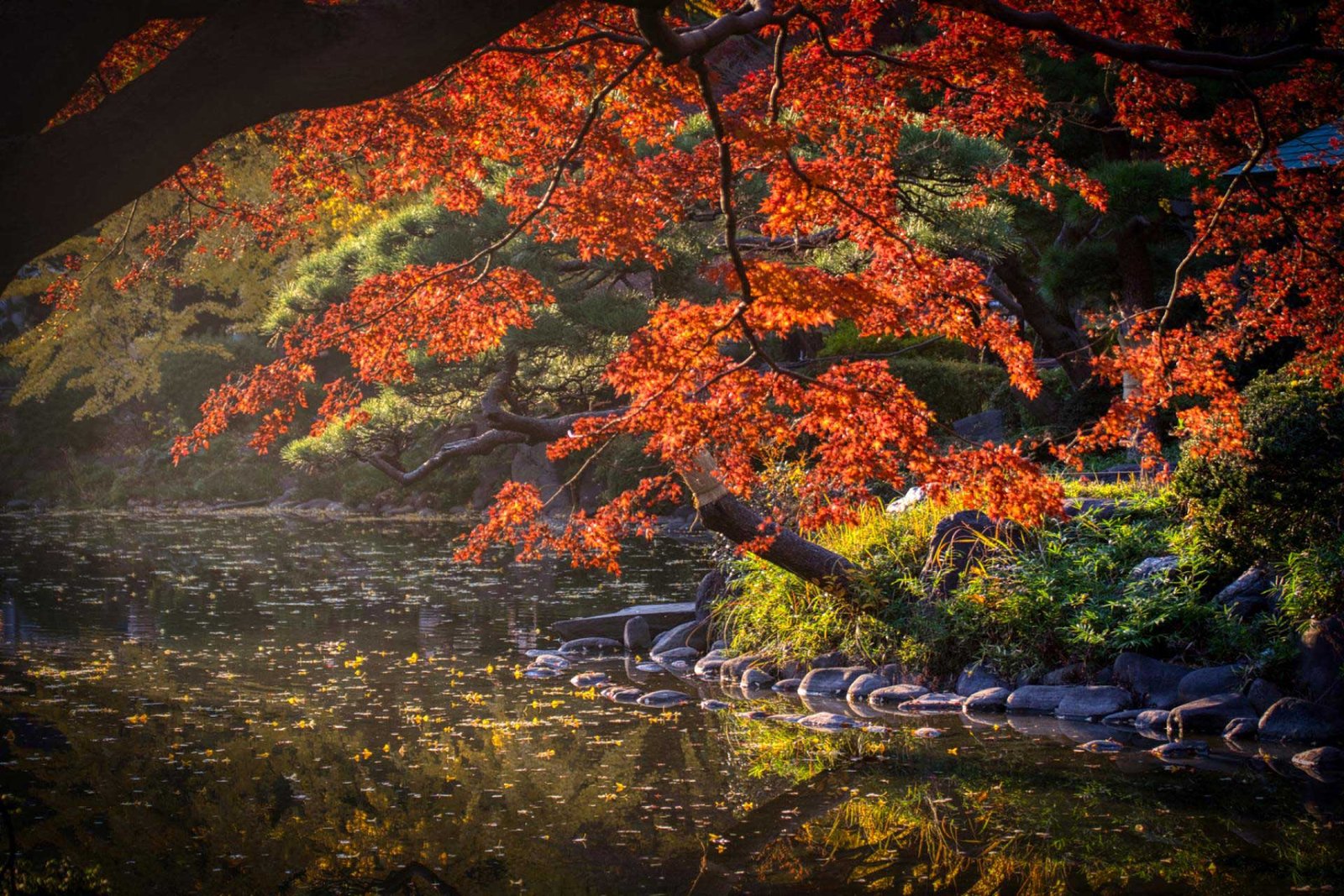 A Tokyo Autumn: Reflections of Nature's Palette | 2024