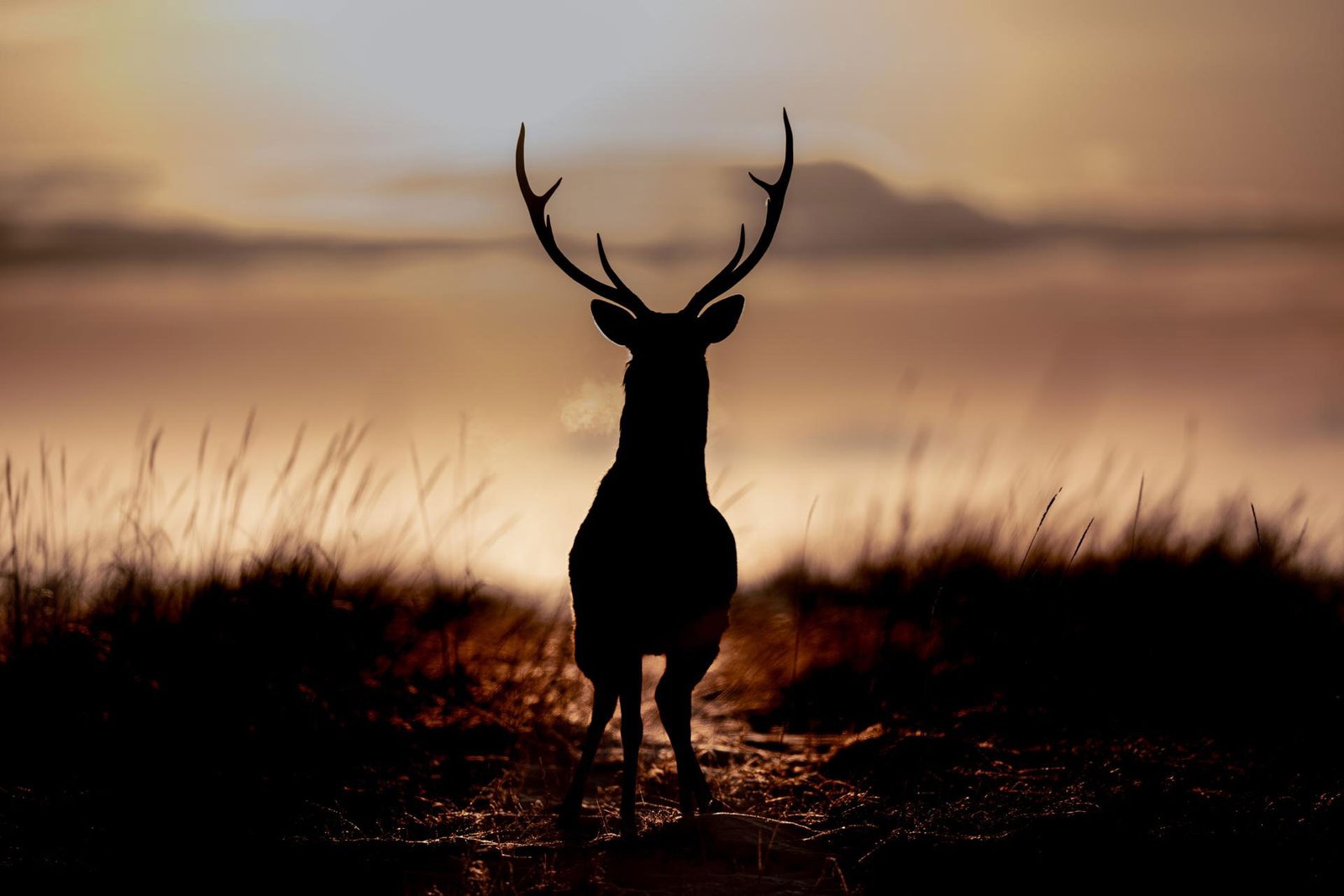 WORLD OF SILENCE | 2023