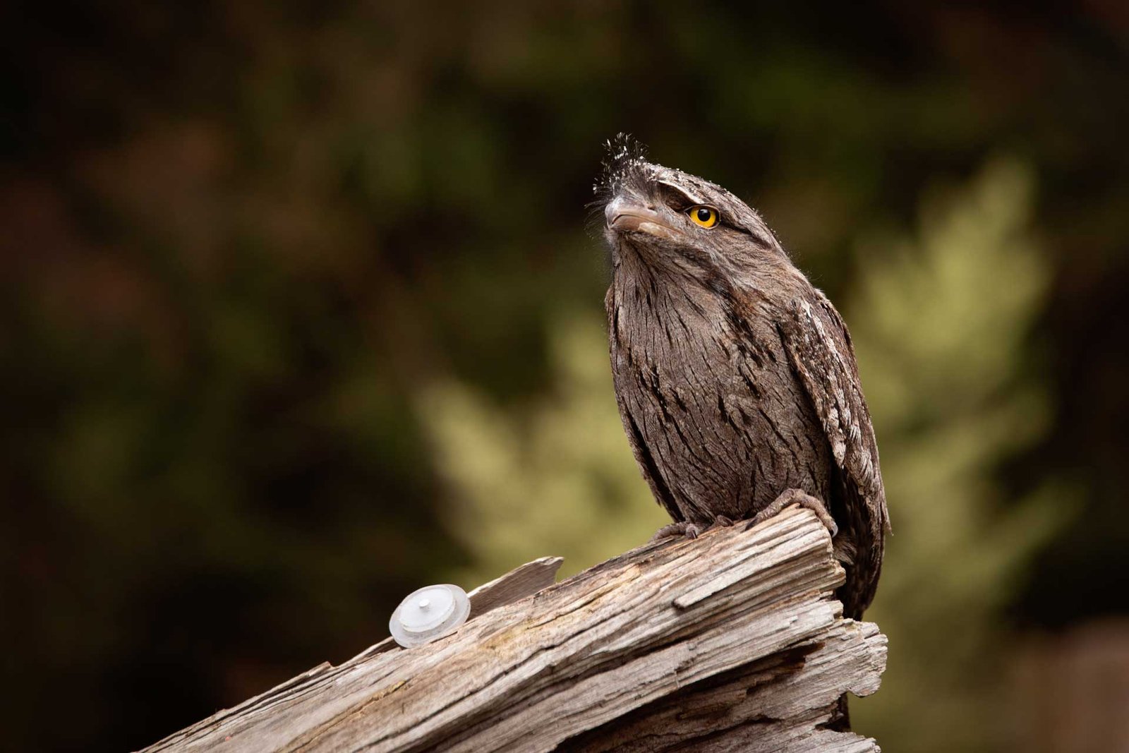 The Art of Camouflage | 2023