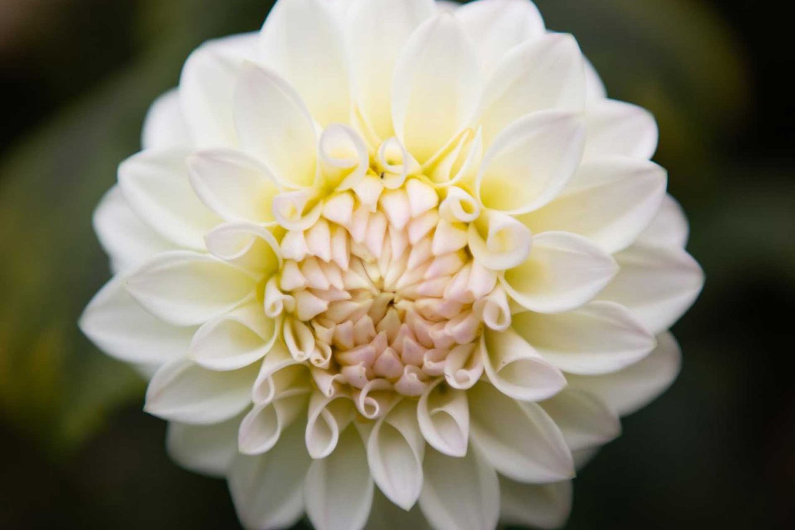 Cosmos Intelligence | 2023