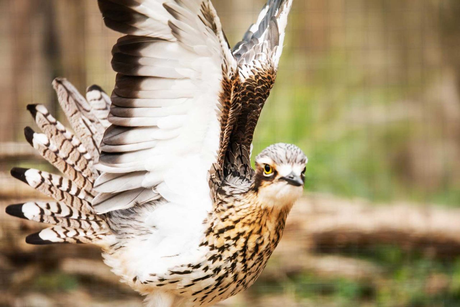 Bush Stone Curlew | 2023