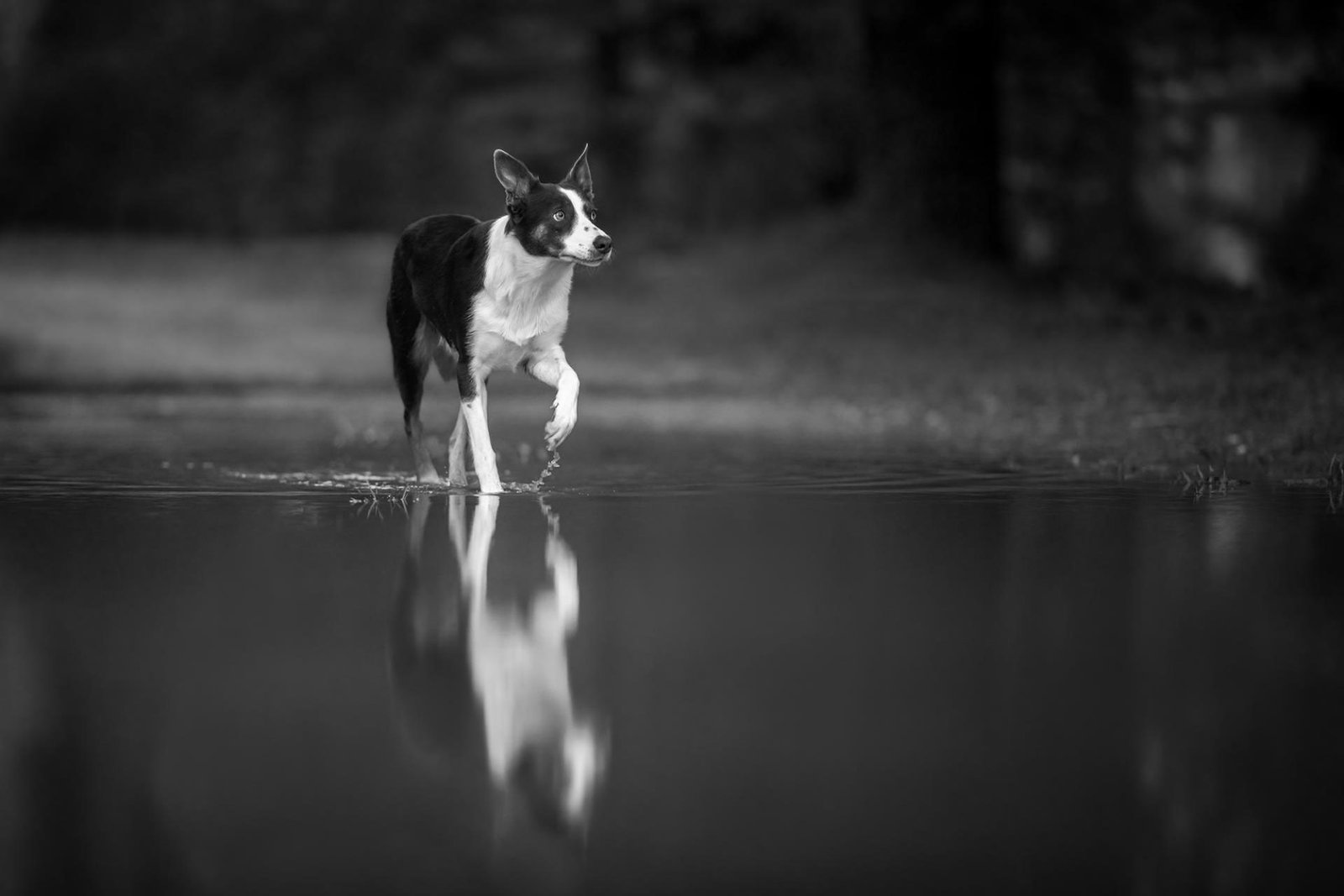 Playing with Puddles | 2023